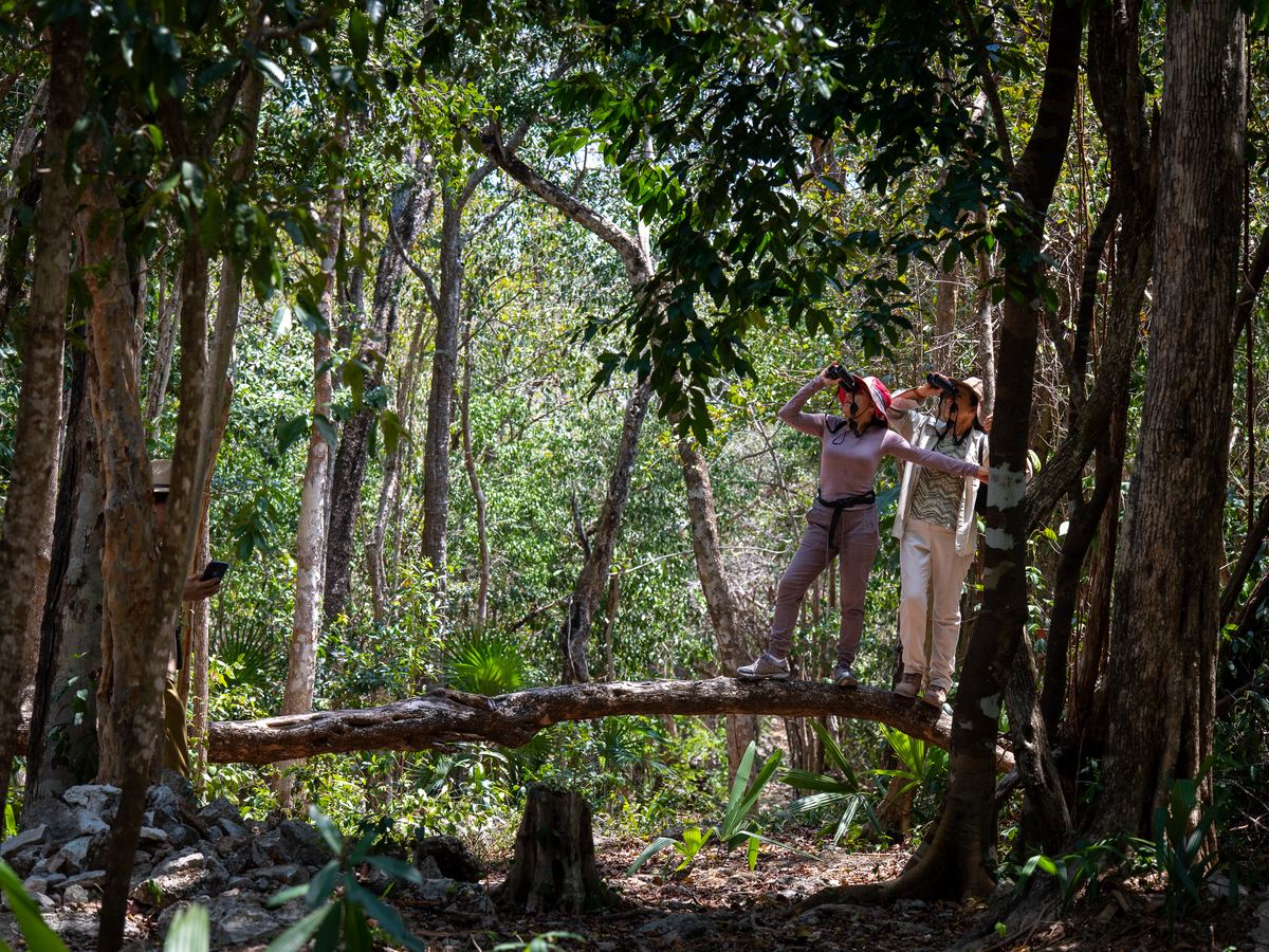 Island Birding Expedition